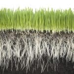 Side View of Grass and Roots
