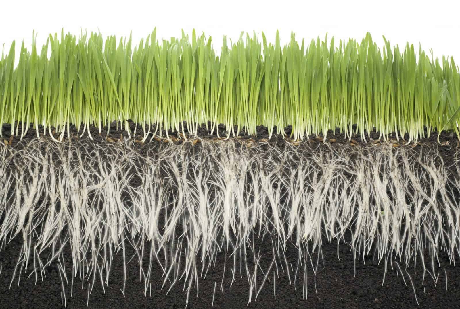 Tips On How To Achieve A Healthy Root System - Erbert Lawns