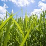 when to fertilize lawn in colorado