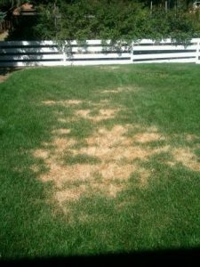 Top 3 Lawn Diseases in Denver Colorado - Erbert Lawns