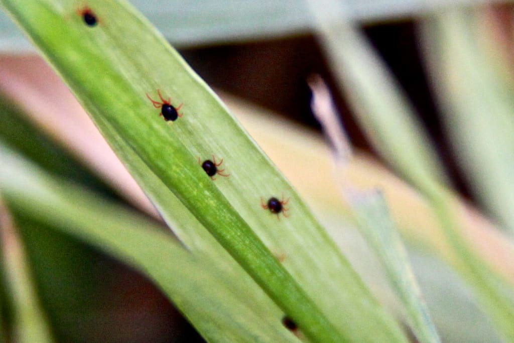 Lawn Mites Image