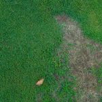 How to Spot Winter Mite Damage Before It’s Too Late