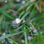 Why Do Winter Mites Kill More Lawns Than You Think?