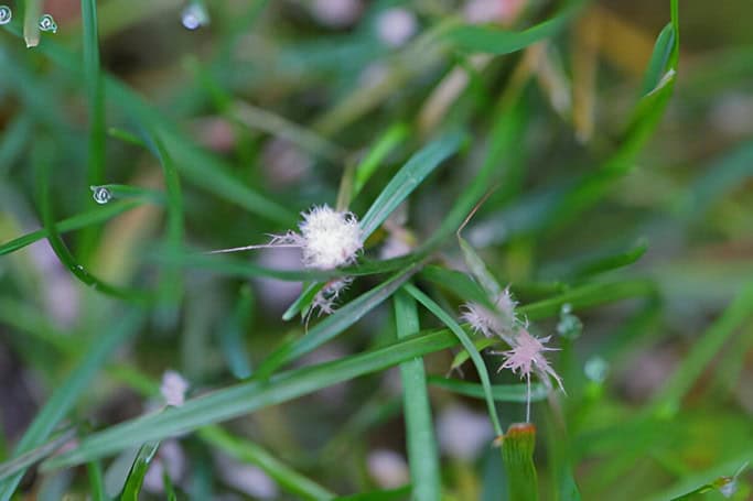 Why Do Winter Mites Kill More Lawns Than You Think?