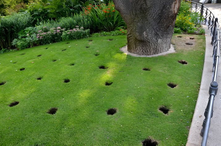 7 Signs Your Lawn Needs Aeration This Season