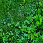10 Lawn Weeds You Must Eliminate Before Spring Starts