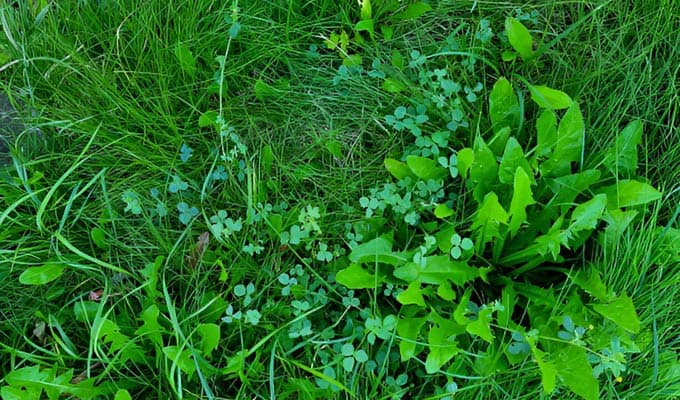 10 Lawn Weeds You Must Eliminate Before Spring Starts