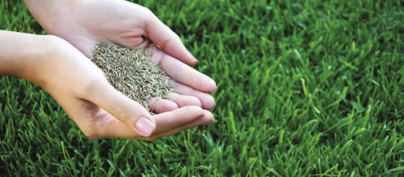 Aeration-and-Overseeding